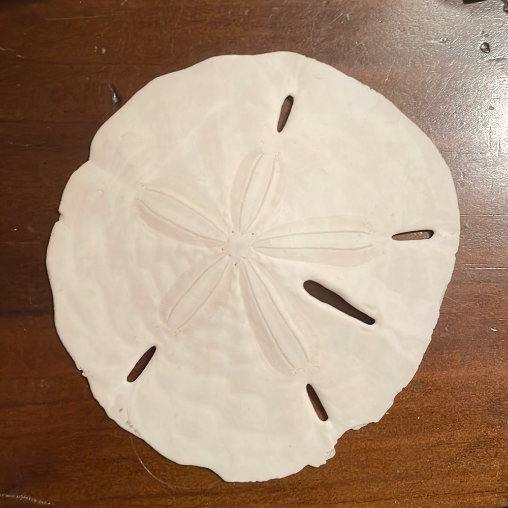 hug white sand dollar